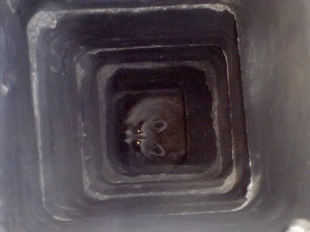 Chimney animal removal and prevention in San Antonio
