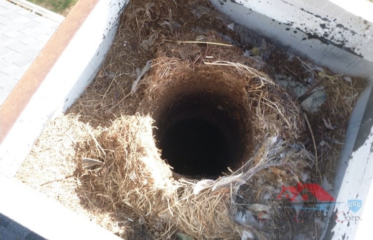 Bird nest removed from a chimney in San Antonio