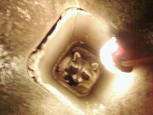 Raccoon at a chimney in San Antonio, animal removal